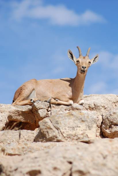 istock Ibex is sitting on a rock, Mitzpe Ramon in Israel 1341449512