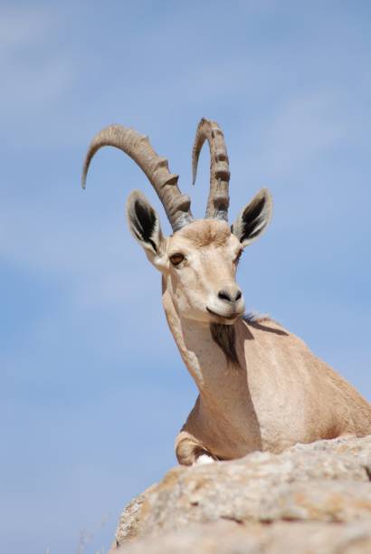 istock Ibex is sitting on a rock, Mitzpe Ramon in Israel 1341449588