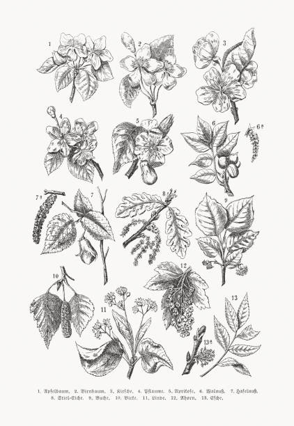 ilustraciones, imágenes clip art, dibujos animados e iconos de stock de flores de árboles frutales y caducifolios, grabados en madera, publicado en 1889 - english oak