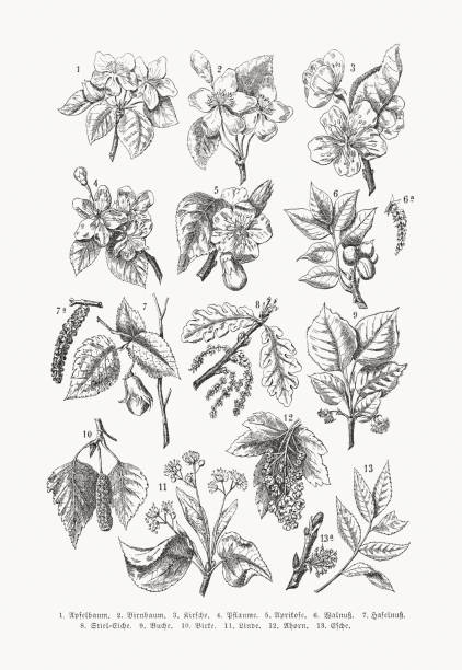 illustrations, cliparts, dessins animés et icônes de fleurs d’arbres fruitiers et à feuilles caduques, gravures sur bois, publié en 1889 - beech leaf illustrations