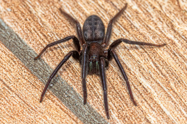 beautiful macro shot of forest spider - cross spider imagens e fotografias de stock