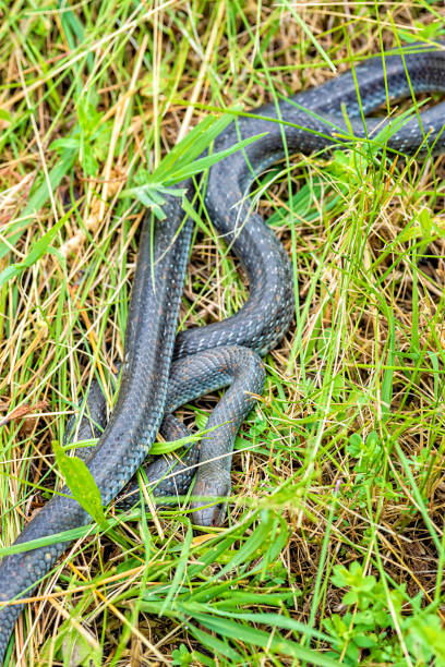 istock Aesculapian snake on the grass 1341451275