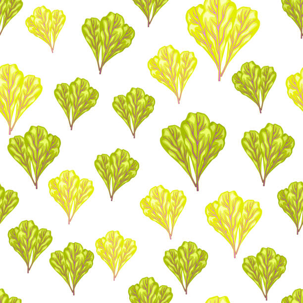 Seamless pattern bunch mangold salad on whie background. Simple ornament with lettuce. Seamless pattern bunch mangold salad on whie background. Simple ornament with lettuce. Random plant template for fabric. Design vector illustration. isolated on whie stock illustrations