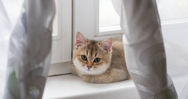 istock British Shorthair cat Golden Chinchilla 1341454355