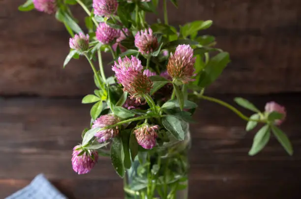 Fresh collected red clover in a jar with water on wooden table. Natural medicinal plant. Closeup and isolated view
