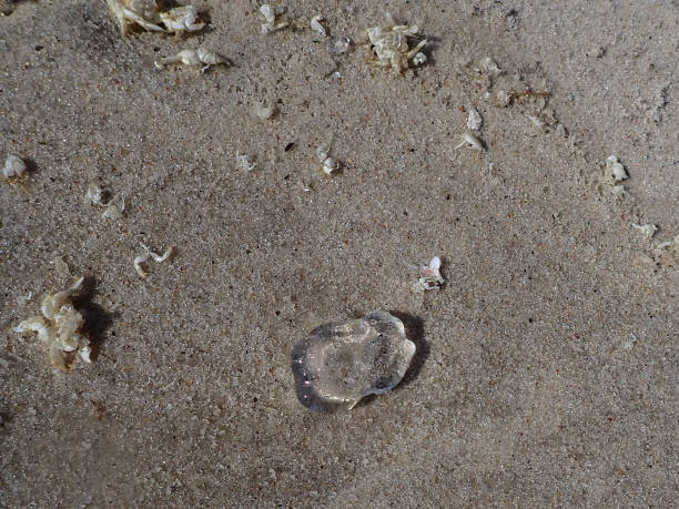 istock Beach Day - Seagull, Waves, Jellyfish and Crabs 1341455359