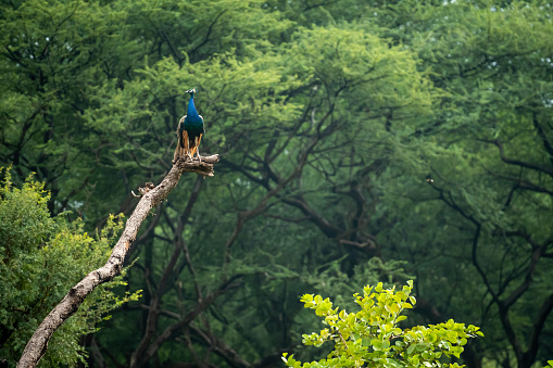 Indian peafowl or male peacock colorful large bird perched high on tree in natural monson green background in outdoor wildlife safari at forest reserve of india - pavo cristatus