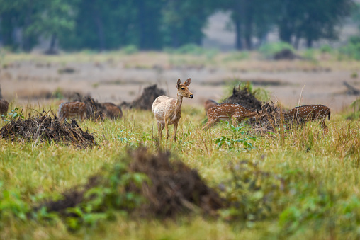 Sambar deer or rusa unicolor in open field or grassland at forest of central india