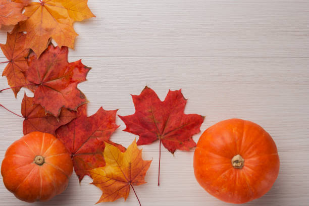Autumn composition from pumpkins, maple leaves on a white wooden background. Concept of Thanksgiving day. Autumn texture with copy space for your message. Autumn composition from pumpkins, maple leaves on a white wooden background. Concept of Thanksgiving day. Autumn texture with copy space for your message. thanksgiving holiday hours stock pictures, royalty-free photos & images