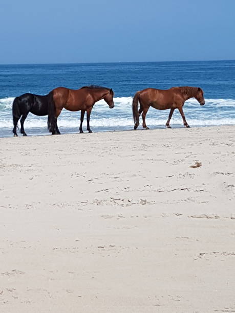 istock Wild horses at the sea 1341456015