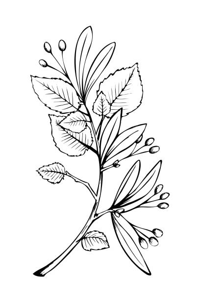 linden tree branch leaves sketch sketch illustration black and white linden tree branch leaves sketch sketch illustration black and white tilia stock illustrations