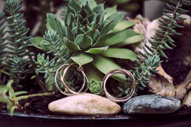 Tow wedding rings on tow rocks with a succulent plant in the back.