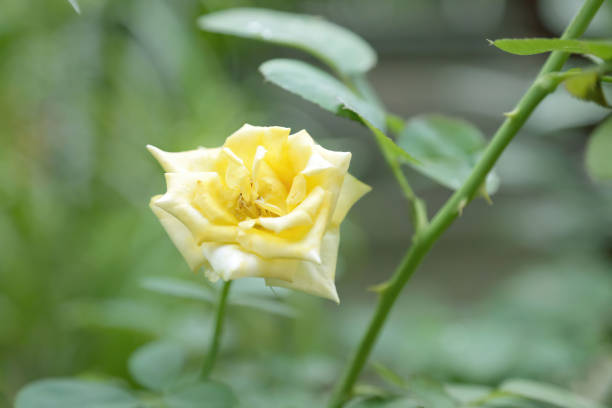 Yellow roses