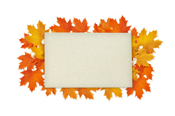 istock maple leaves laid out on a white background with paper placed on them. 1341457542