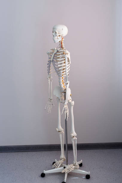 istock Anatomical model of the human skeleton in the classroom 1341461711
