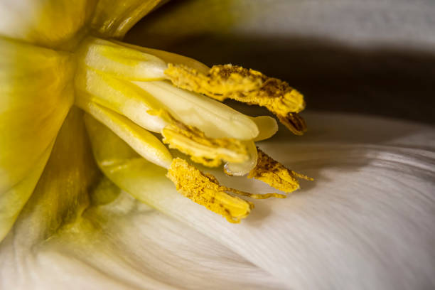 istock Fresh tulip flower closeup 1341461939