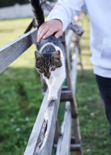 One stray cat moving and walking inside a ruined yard