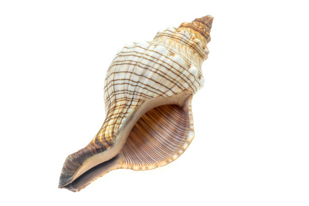 istock the shell of a sea snail on a white isolated background 1341462357