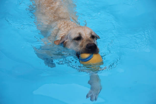 istock the beagle dog is swimming 1341462371