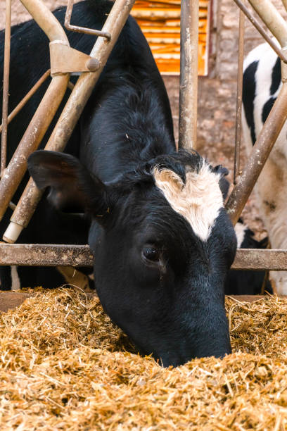 istock cow consumes compound feed in a stall. close-up. milk farm. 1341463888