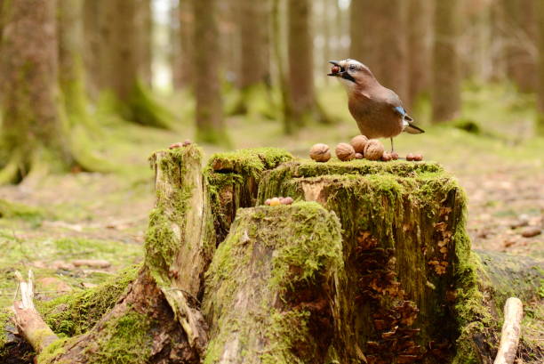 primo piano di una ghiandaia eurasiatica, garrulus glandarius, che mangia una ghianda e noci in un ceppo d'albero - jay foto e immagini stock