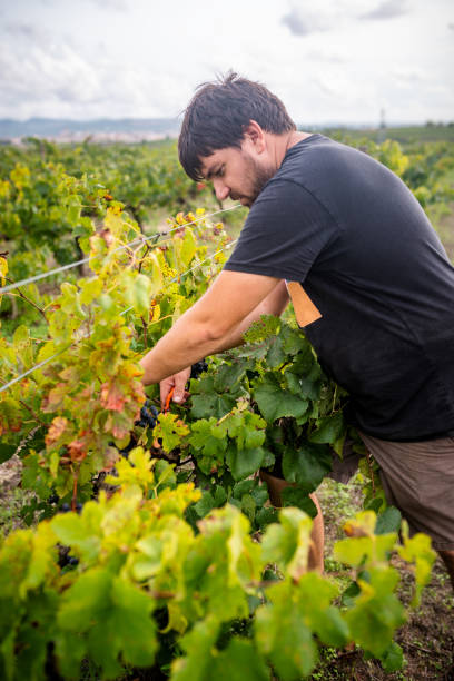 young farmer harvesting vineyard young farmer harvesting in the vineyard, Catalonia, Spain wine producer stock pictures, royalty-free photos & images