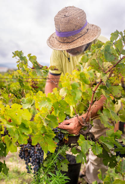 harvesting vineyard senior farmer harvesting grapes on vineyard wine producer stock pictures, royalty-free photos & images