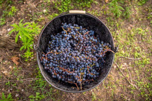secchio tradizionale di vendemmia con uva rossa da vino in vigna mediterranea - biodynamic foto e immagini stock