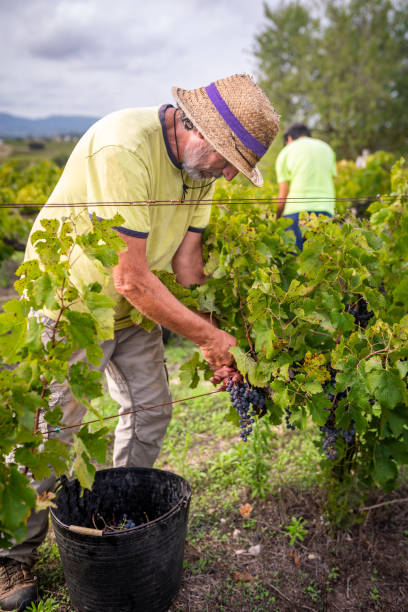 Man harvesting grapes in vineyard two farmers manual harvest of red grapes wine producer stock pictures, royalty-free photos & images
