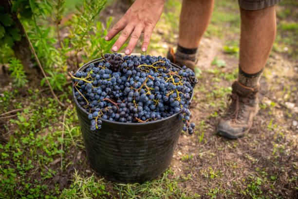 vendemmia in secchio tradizionale con vino rosso - biodynamic foto e immagini stock