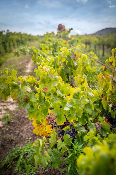istock harvesting grapes in vineyard 1341464768