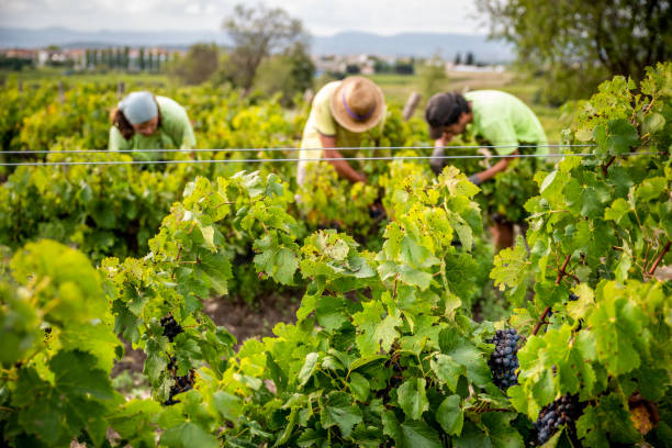 three people harvesting vineyard three unrecognizable farmers harvesting on vineyard wine producer stock pictures, royalty-free photos & images