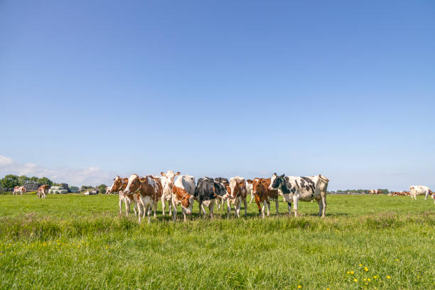 istock Group cows standing together in a green field, panoramic wide view 1341464858