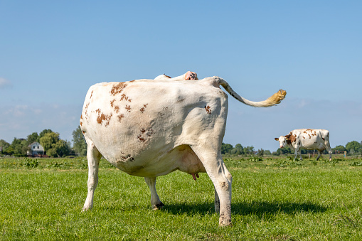 Cow with no head, with an itch, flexible licking her back in a green meadow under a blue sky