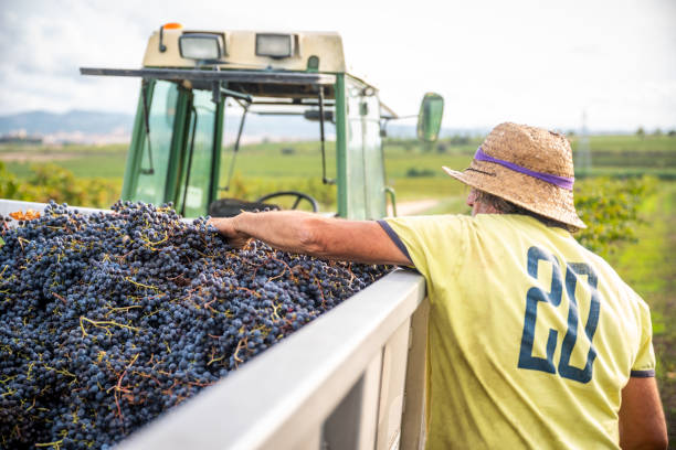 istock senior Vineyard farmer checking tractor towing with grapes 1341464974