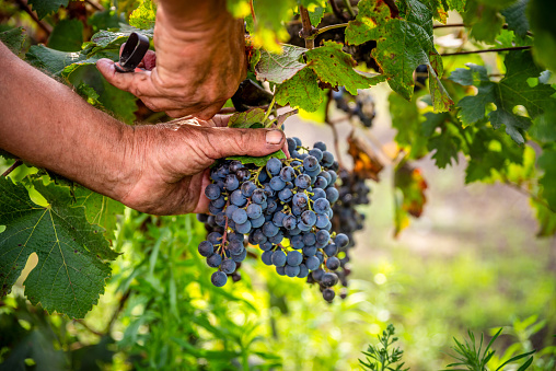 Manual harvesting of red grapes with scissors