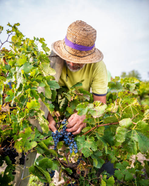 Winemaker in vineyard Winemaker in vineyard harvesting fresh red grapes in Spain wine producer stock pictures, royalty-free photos & images