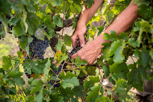 Manual harvesting of red grapes with scissors
