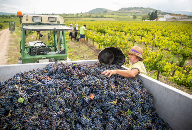 Vineyard farmer filling truck of harvested red grapes senior Vineyard farmer filling truck of harvested red grapes wine producer stock pictures, royalty-free photos & images