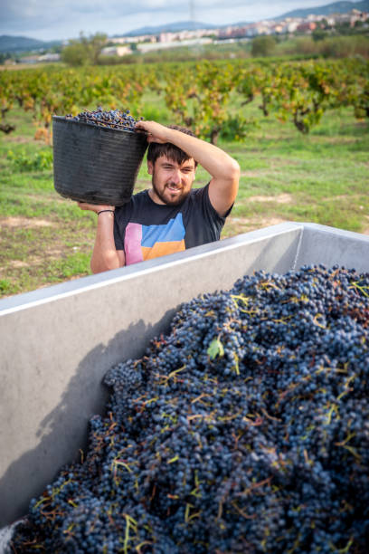 Young Vineyard farmer filling truck of harvested red grapes Young farmer filling truck of harvested red grapes in the vineyard wine producer stock pictures, royalty-free photos & images
