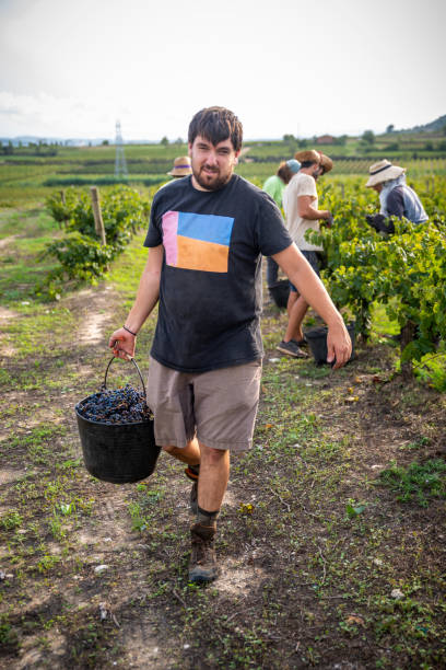 farmer carrying container in vineyard farmer carrying container in vineyard with unrecognizable people in the background wine producer stock pictures, royalty-free photos & images