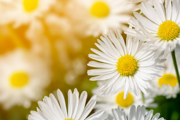 istock Chamomile macro on sunny blurred background. Macro nature flower closeup. Blooming chamomile field 1341466130