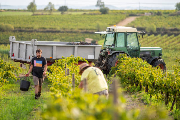 farmer carrying container in vineyard farmer carrying container in vineyard with unrecognizable people in the foreground wine producer stock pictures, royalty-free photos & images