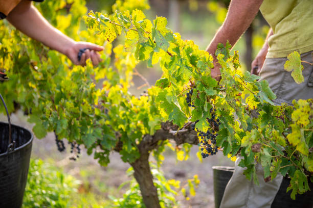 raccolta manuale delle uve rosse - biodynamic foto e immagini stock