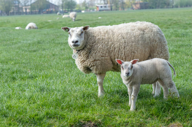 istock Mother Sheep With Lamb Around Abcoude The Netherlands 1341466395