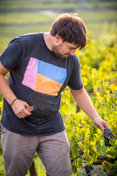 young farmer in the vineyard harvesting young farmer in the vineyard harvesting at sunset wine producer stock pictures, royalty-free photos & images