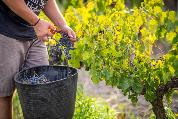 farmer carrying container in vineyard close-up farmer carrying container in vineyard manual harvesting wine producer stock pictures, royalty-free photos & images