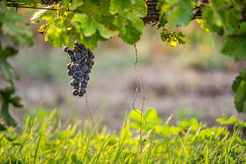 merlot grapes in byodinamic vineyard