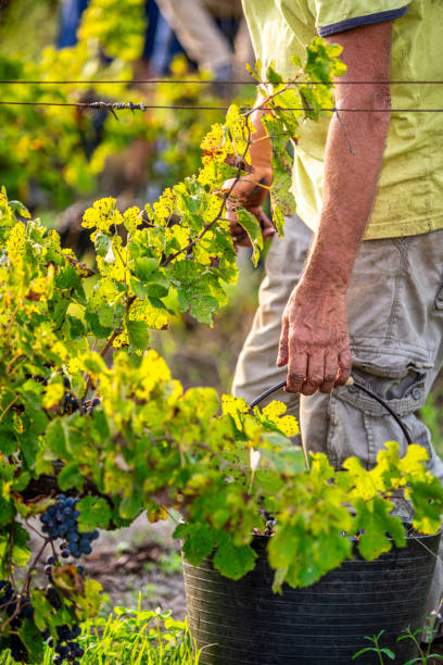 farmer carrying container in vineyard close-up Senior farmer carrying container in vineyard close-up wine producer stock pictures, royalty-free photos & images