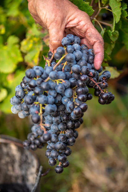 istock Hand holding grapes at vineyard 1341467505